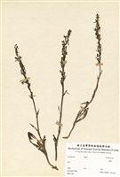 藏品(蘭科)的圖片